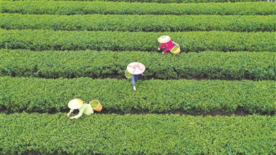 3月27日,在湖南省衡阳市常宁市塔山瑶族乡塔山村,茶农在采摘明前茶.